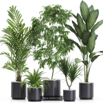 Plants collection vol 11