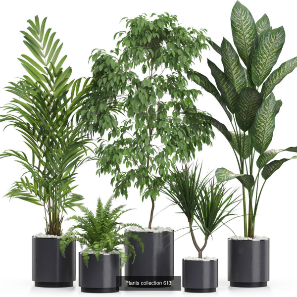 Plants collection vol 11