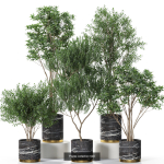 Plants collection vol 11