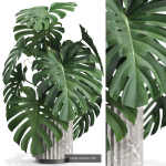 Plants collection vol 12