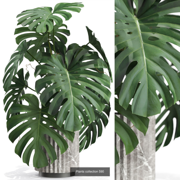 Plants collection vol 12