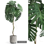 Plants collection vol 12