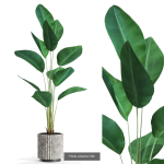Plants collection vol 12