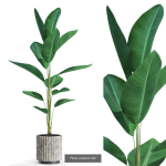 Plants collection vol 12
