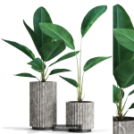 Plants collection vol 12