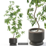Plants collection vol 12
