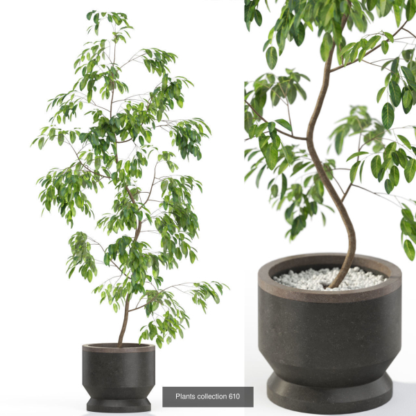 Plants collection vol 12