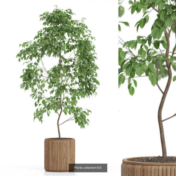 Plants collection vol 12