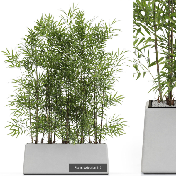 Plants collection vol 12