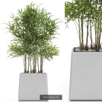 Plants collection vol 12