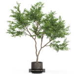 Plants collection vol 12