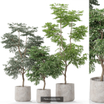 Plants collection vol 12