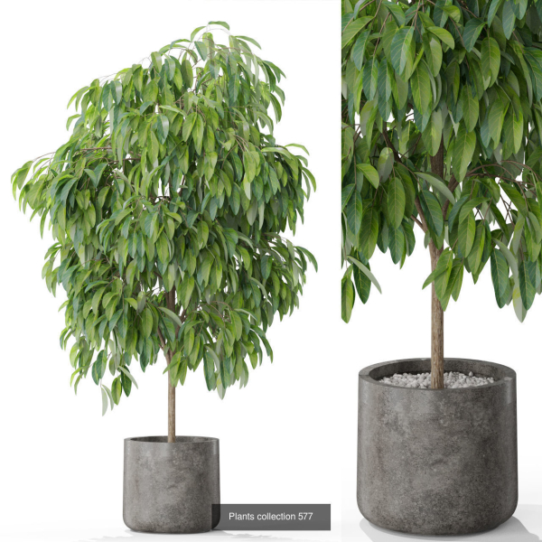 Plants collection vol 12