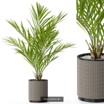 Plants collection vol 12