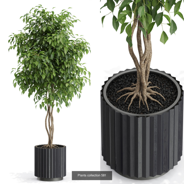 Plants collection vol 12