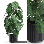 Plants collection vol 12