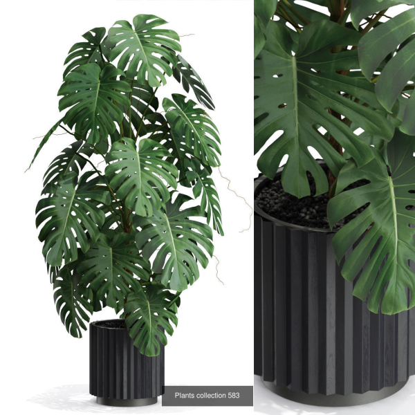 Plants collection vol 12