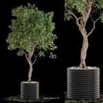Plants collection vol 13