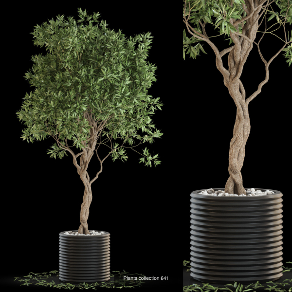 Plants collection vol 13
