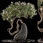 Plants collection vol 13