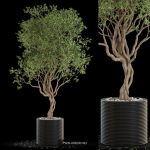 Plants collection vol 13