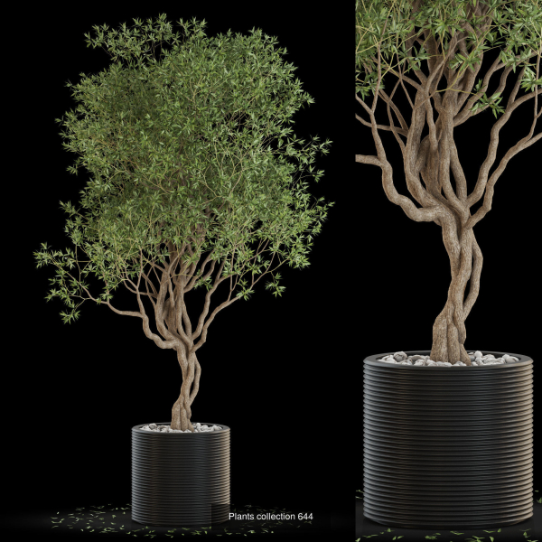 Plants collection vol 13