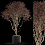 Plants collection vol 13