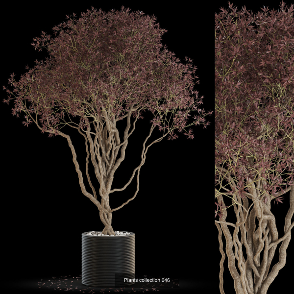 Plants collection vol 13