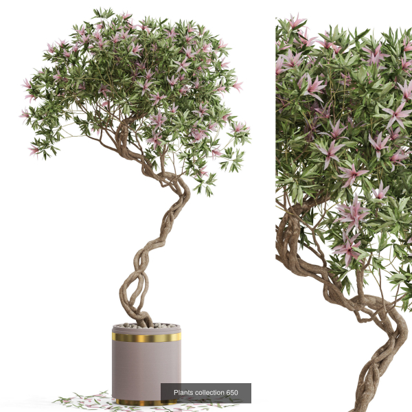 Plants collection vol 13