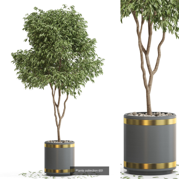 Plants collection vol 13