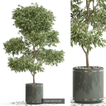 Plants collection vol 13