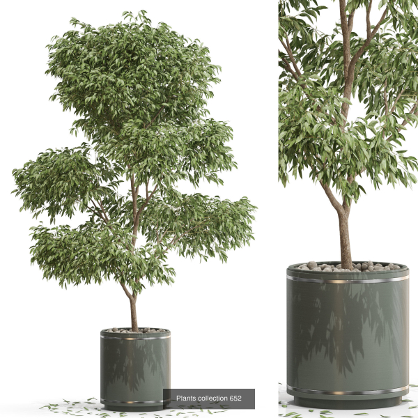 Plants collection vol 13