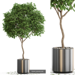 Plants collection vol 13