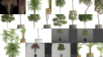 Plants collection vol 13