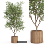 Plants collection vol 13