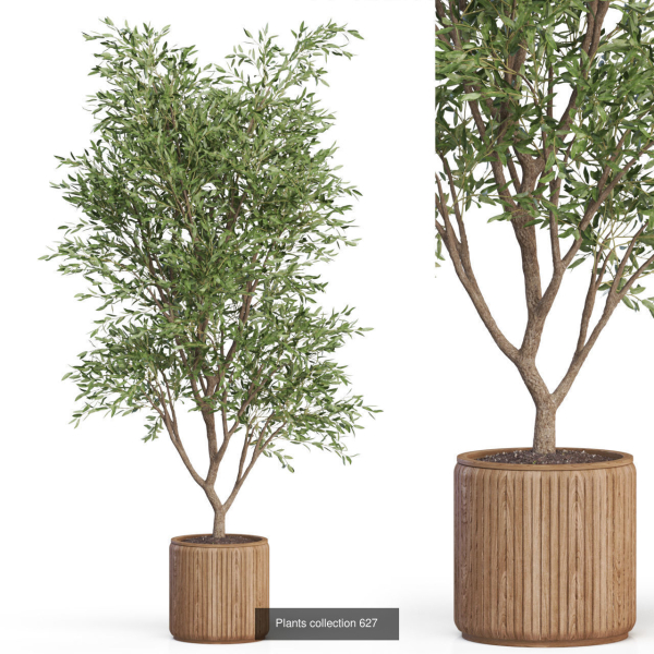 Plants collection vol 13