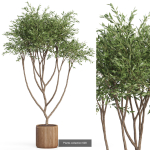 Plants collection vol 13
