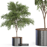 Plants collection vol 13