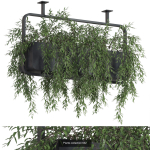 Plants collection vol 13