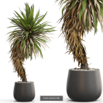 Plants collection vol 15