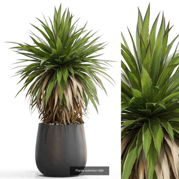 Plants collection vol 15