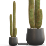Plants collection vol 15