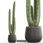 Plants collection vol 15