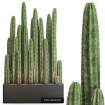 Plants collection vol 15