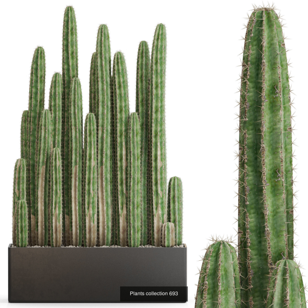 Plants collection vol 15