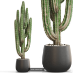 Plants collection vol 15