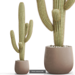 Plants collection vol 15
