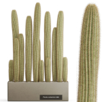 Plants collection vol 15