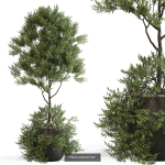 Plants collection vol 15