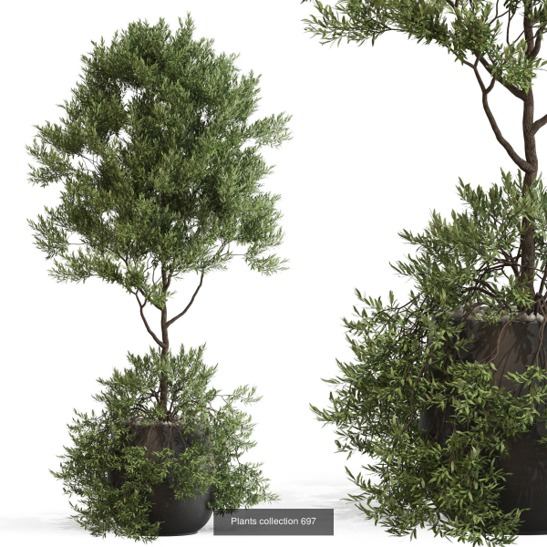 Plants collection vol 15